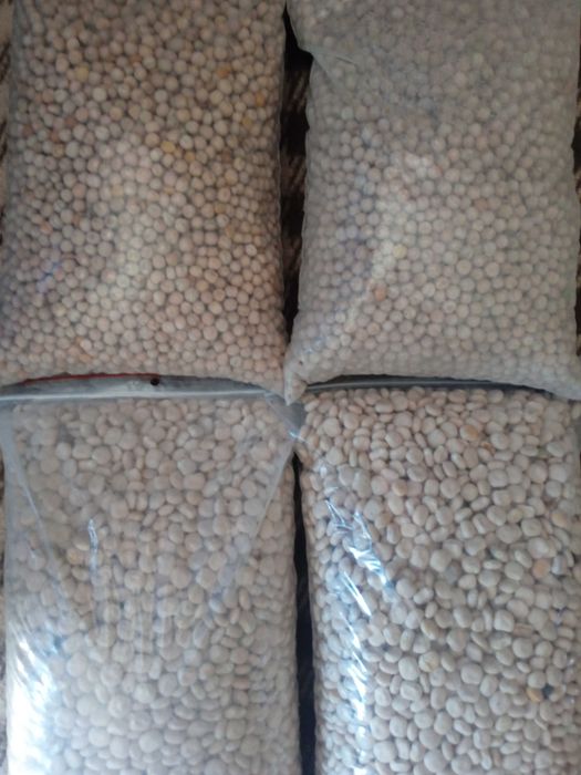 Świeży lub gotowany groch,łubin na ryby.