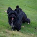 Czarny Piękny York Black Yorkshire Terrier - cudowny charakter.