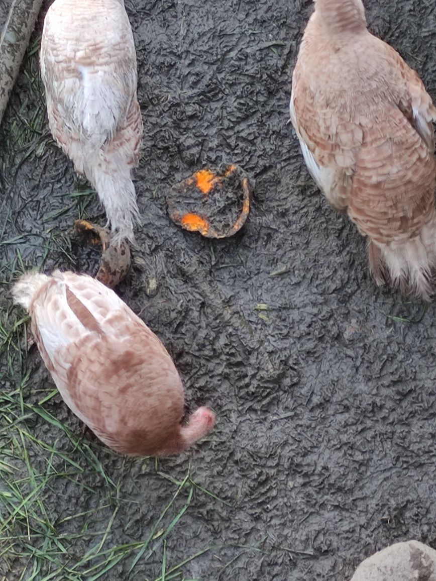 Vendo um casal de perus castanhos a iniciar postura o casal é novo .