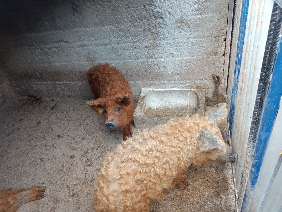 Поросята мангалиця