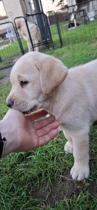 Labrador retriever szczeniak
