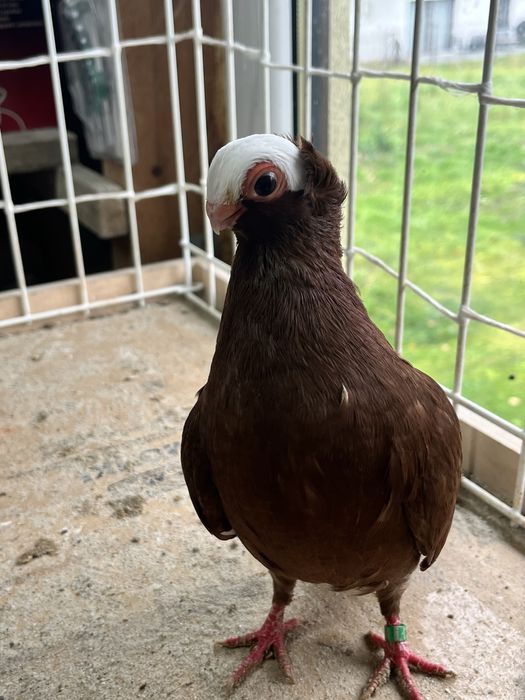 samiec kolcaty 2025r