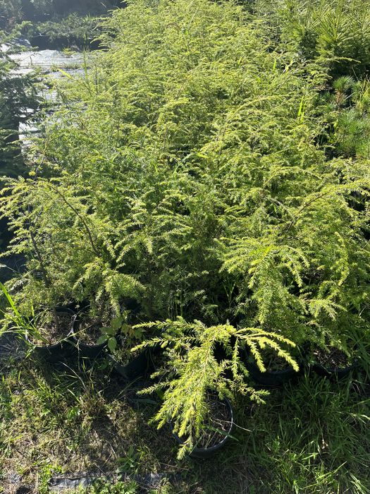 Choina kanadyjska zywoplot