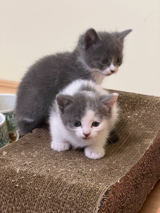 Чудові котенята в добрі руки