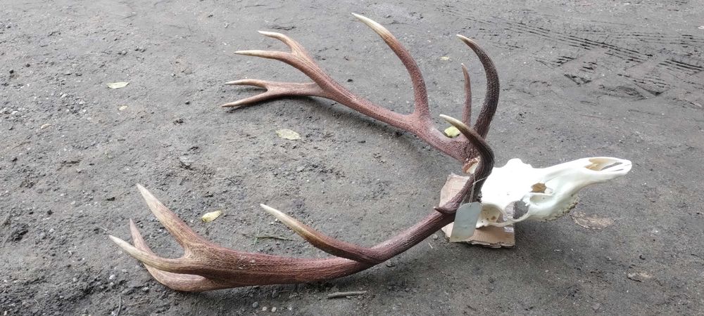 Poroże jelenia piekny medalowy wieniec