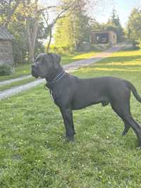 Reproduktor Cane Corso