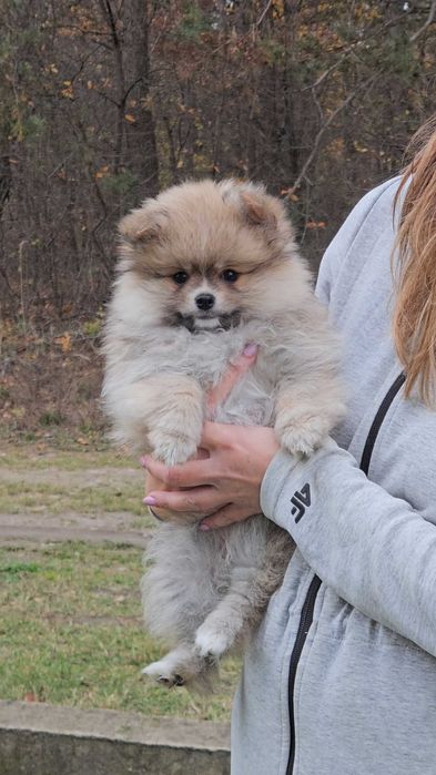 Szpic miniaturowy - pomeranian - rudy