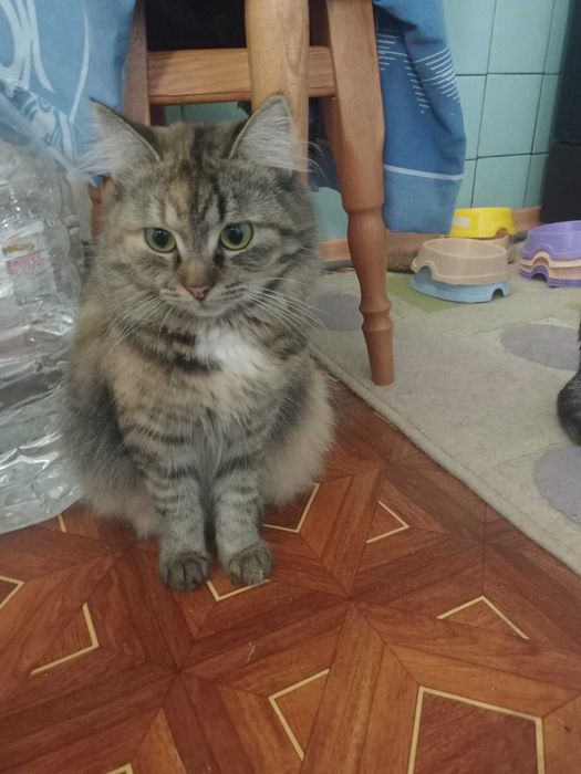 Киця-красуня близько року