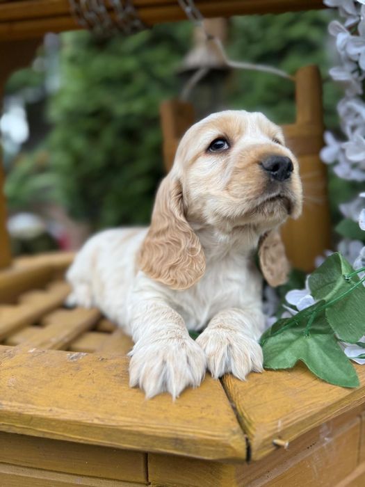 Cocker spaniel angielski Piesek