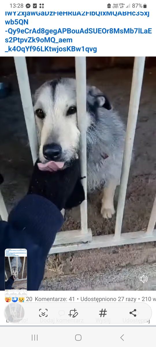 Suczk szuka.fsjnych ludzi