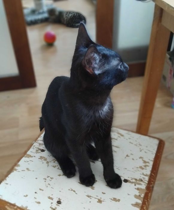 Красунчик метис брюнет Денчик (Даніель)