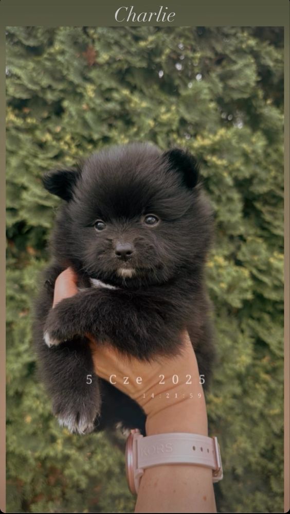 Pomeranian szpic miniaturowy gotowy do odbioru