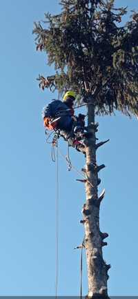 Спил аварийних дерев спиляти дерево зрубати бензопильщик лісоруб