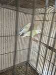 Agapones rosicollers