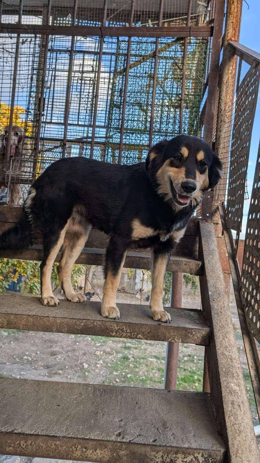 Blacky szuka domu kto pokocha?