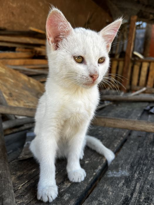 Котики ,кошенята Безкоштовно в добрі руки