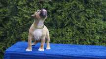 Extaza- płowa suczka Amstaff zkwp FCI,  American staffordshire terrier
