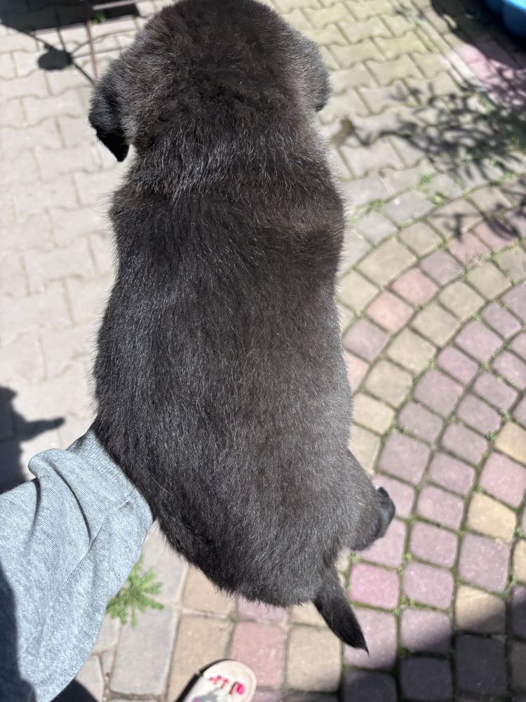 Szczeniaczki do oddania w dobre ręce