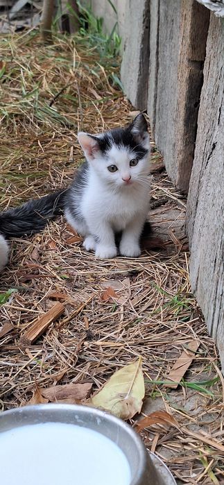 Koty do adopcji 7 małych słodziaków