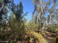 Terreno  para venda