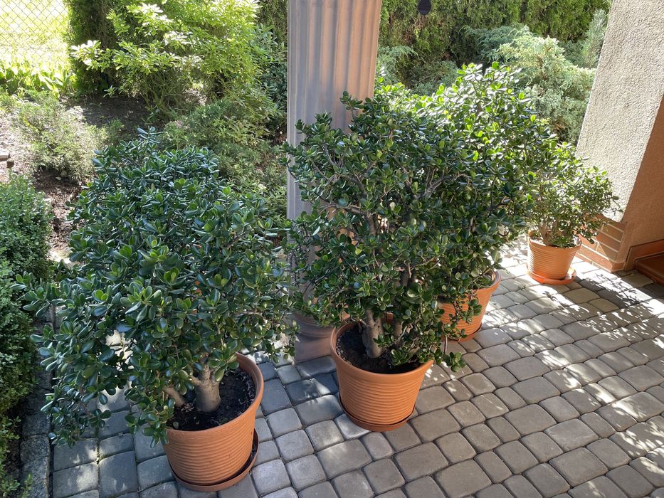 Rośliny ogrodowe agawy grubosze kaktusy opuncje