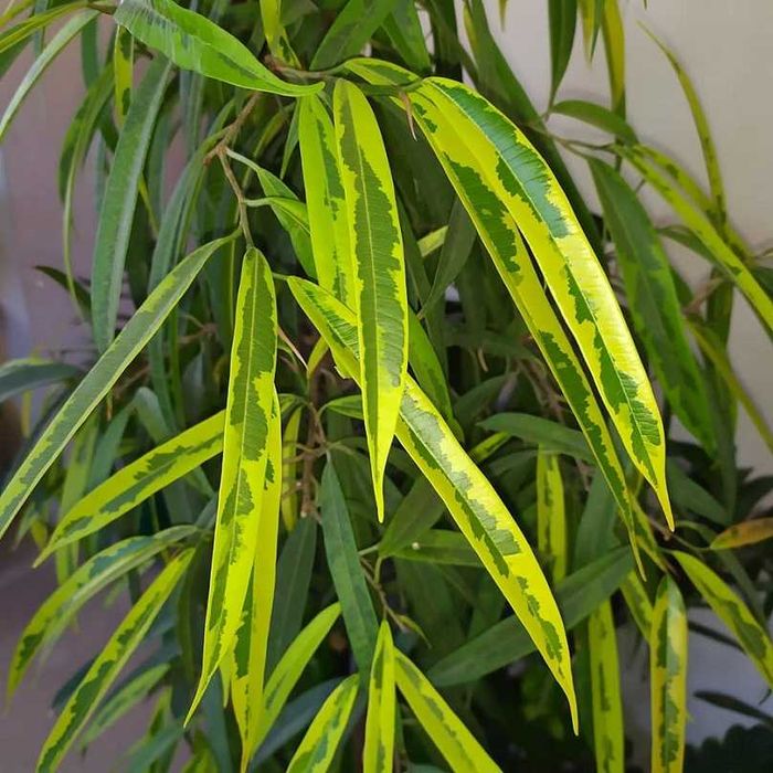 Фікус алі амстел грін голд