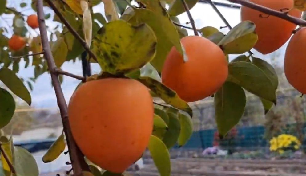 Хурма Ківі Лохина Жимолость Гранат Азіміна Магнолія Рододендрон Сакура