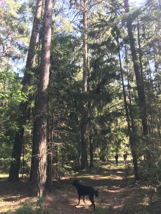 Sprzedam  sosnnowe swierkowe /budowlane / tartaczne – starodrzew