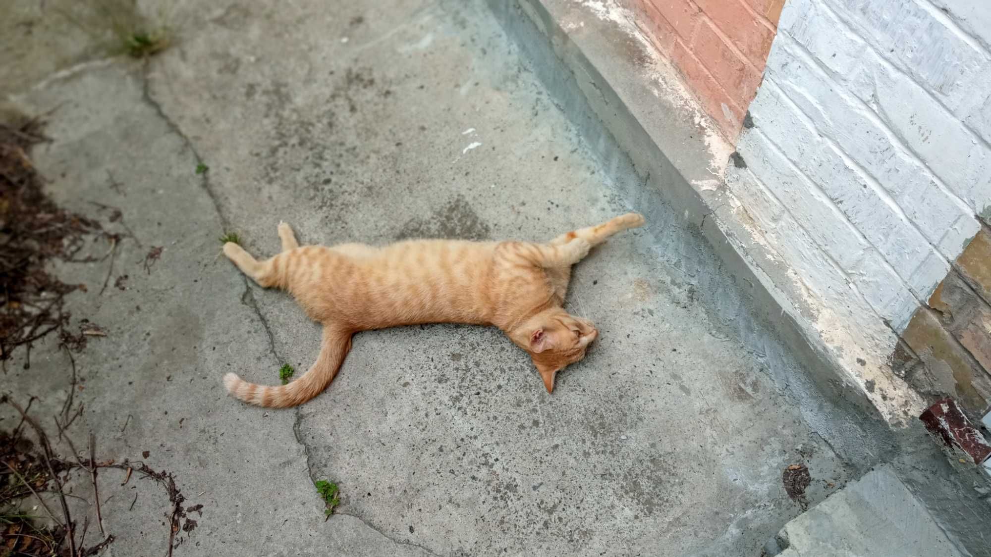 Молодой рыжий котик