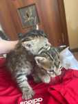Віддам кошенят в добрі руки