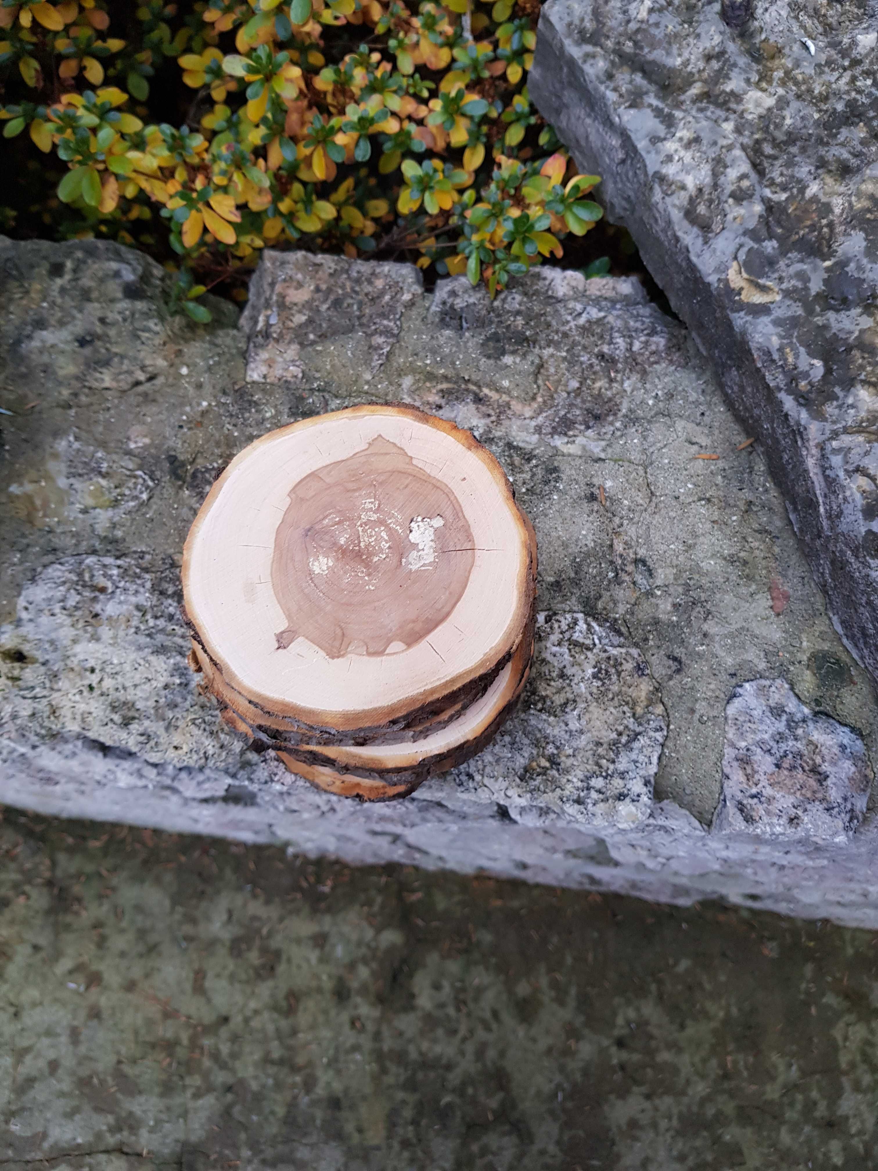 Plaster JABŁOŃ , krążek, plastry drewniane 10-12 cm