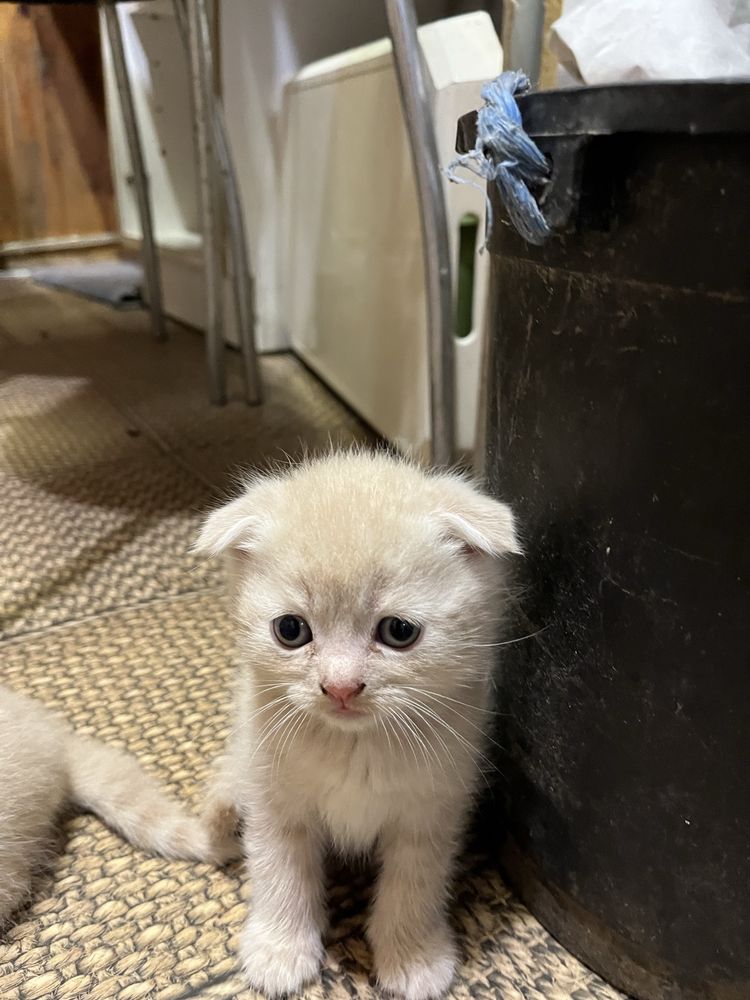 Котики і кицьки