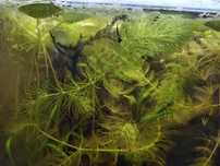 Rogatek, Limnobium