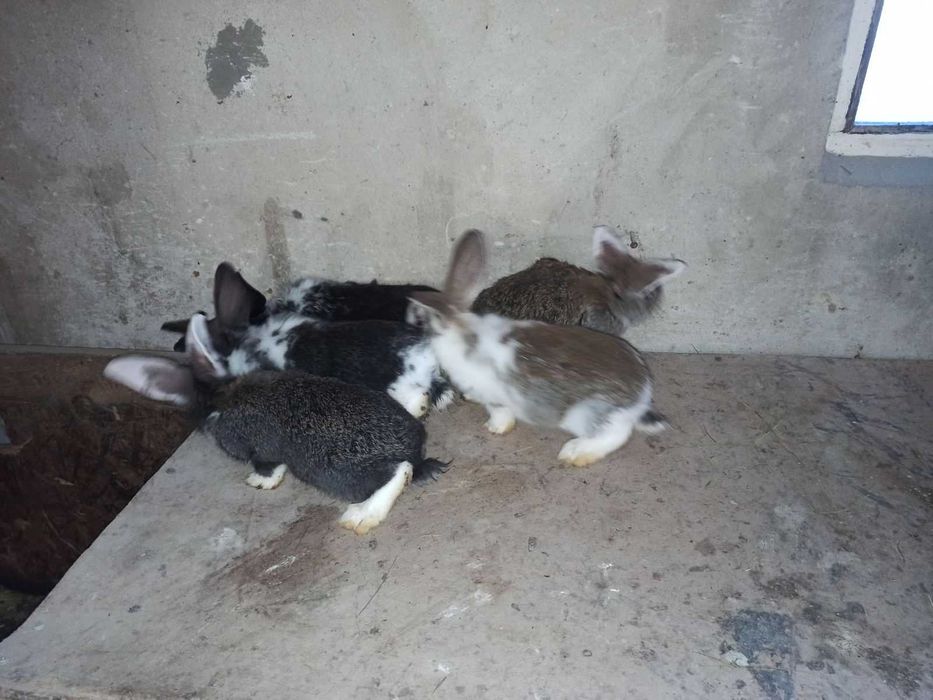 Кроленята (мікс)