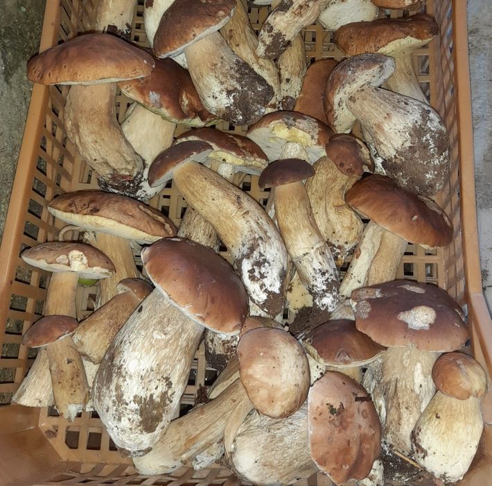 Vários Produtos biológicos: cogumelos silvestres e..