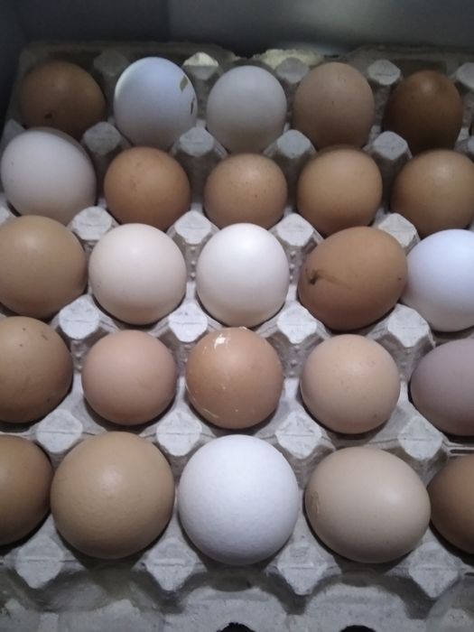 Продам дом.яйце.завжди свіже.