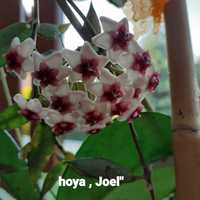 Hoya , Joel'. Kwiaty moje