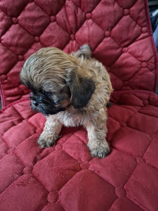 Śliczne Pieski Shih-tzu