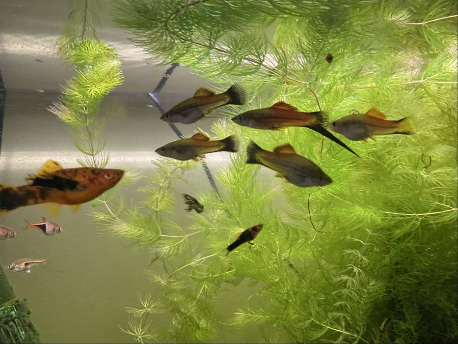 Peixes tropicais espada musgo java windelow