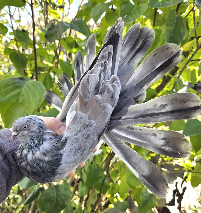 Mikołajewskie samce 2025