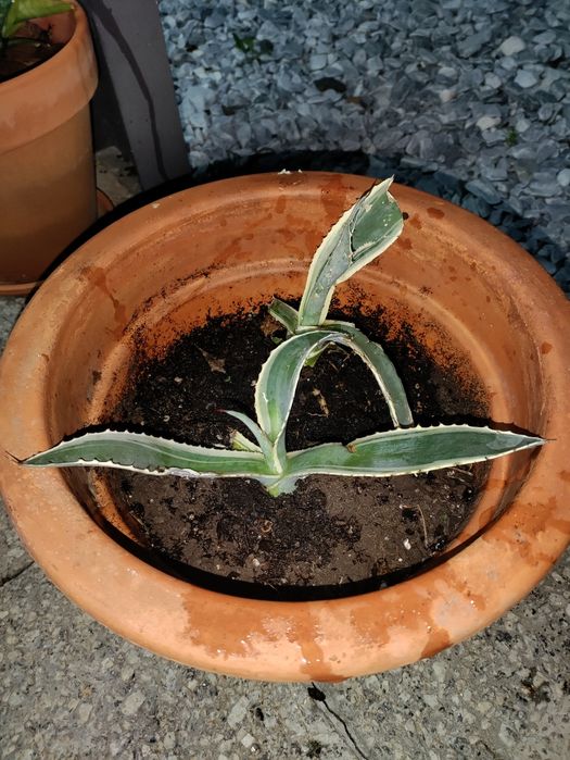 Catos agaves 4 pés
