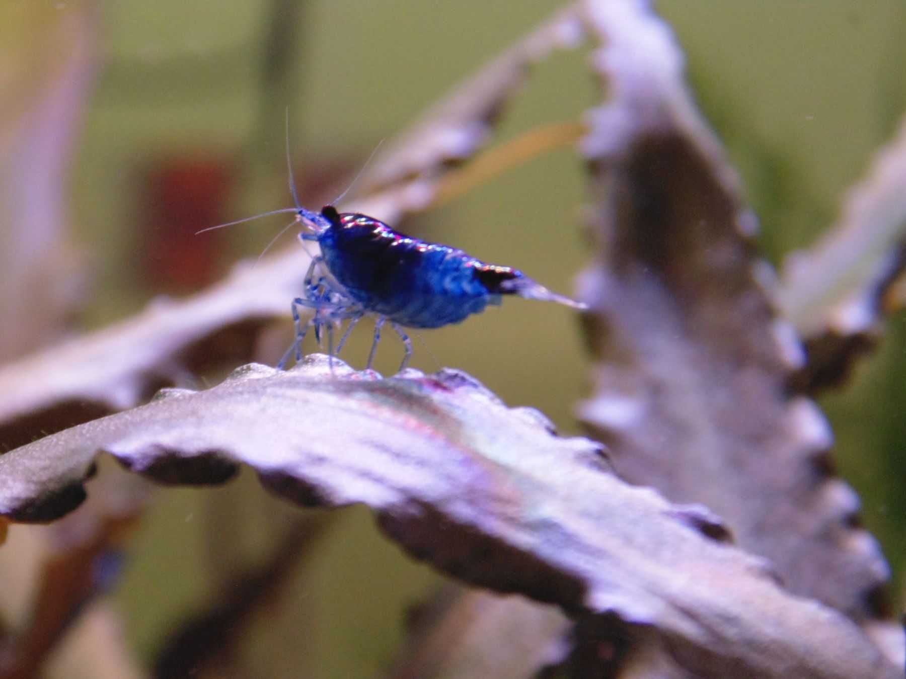 Krewetki Neocaridina Blue