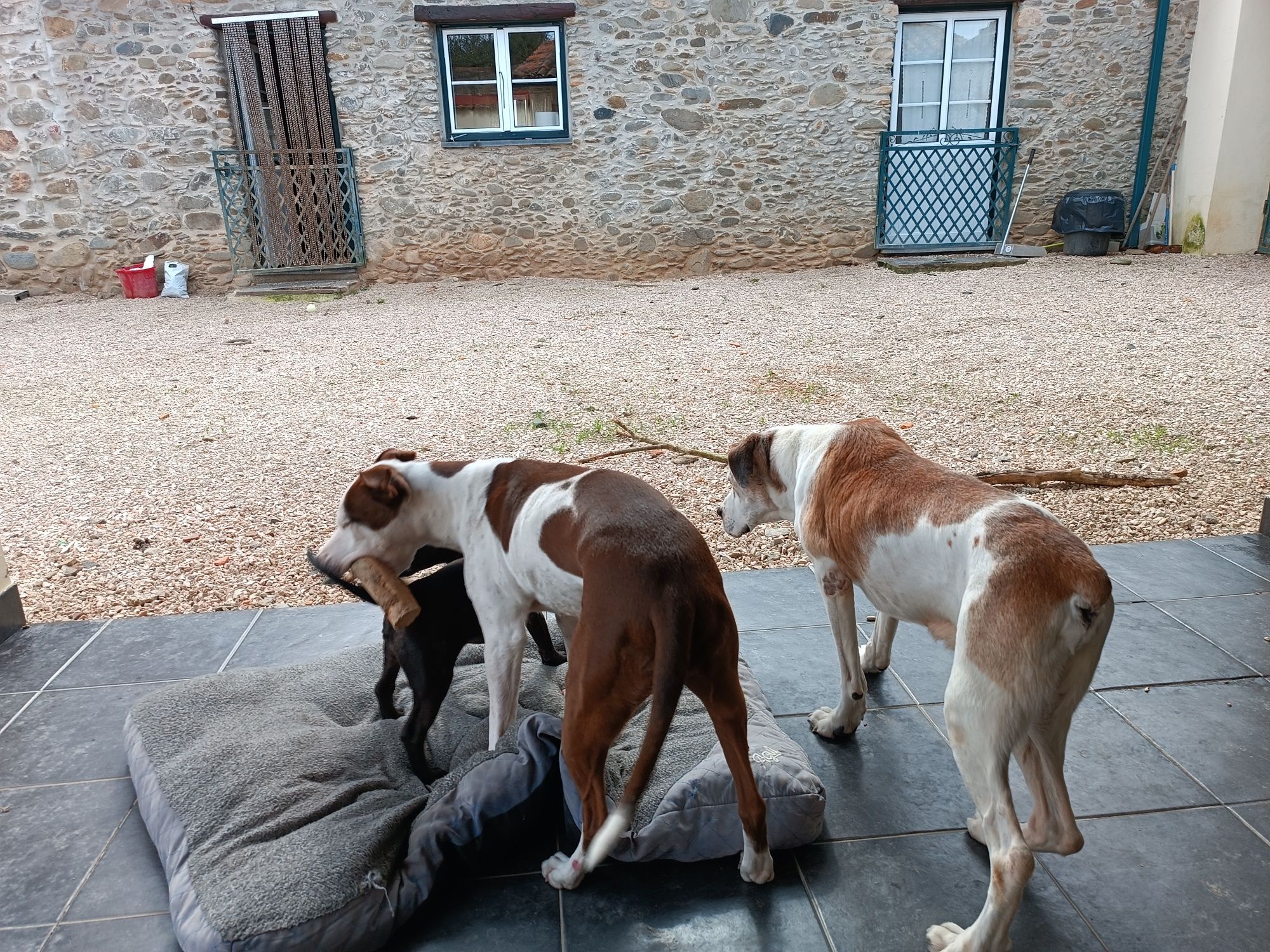 Pet sitting and pet walking Coimbra