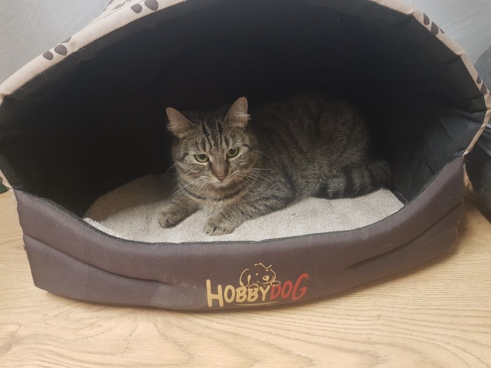 Kotka Hulanka poleca się do adopcji
