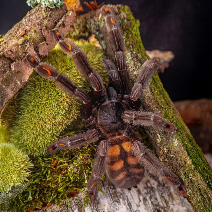 Ptasznik Psalmopoeus irminia - ptasznik wenezuelski, Irmina