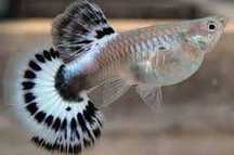 Guppy Fêmea Sortida
