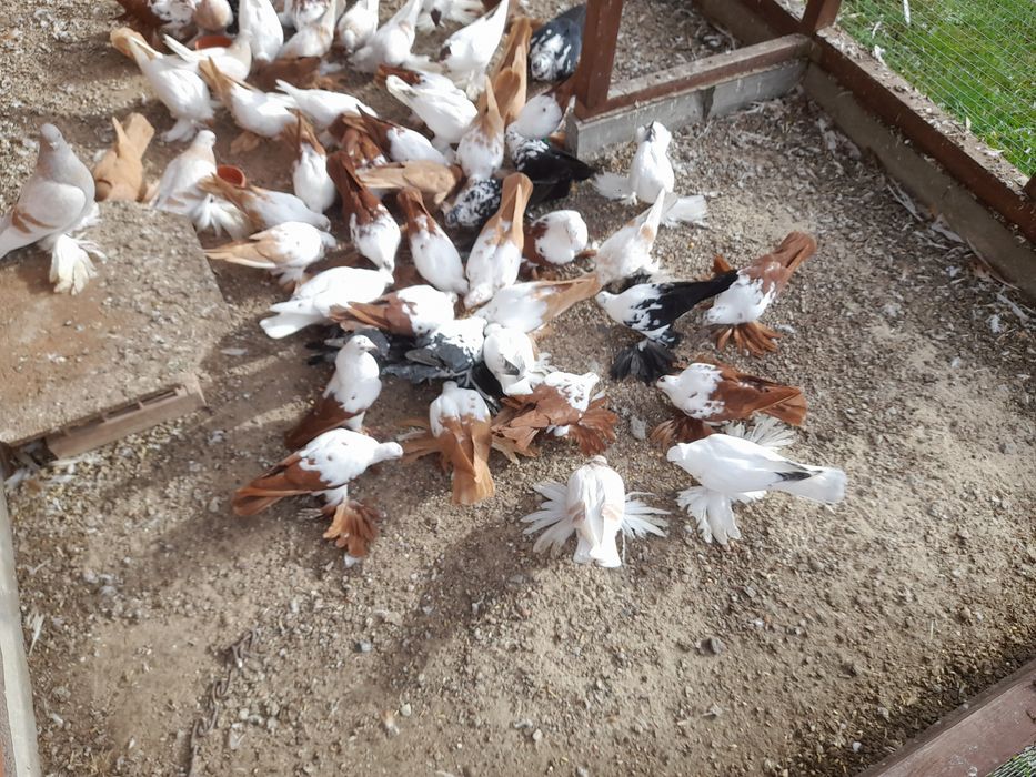 Gołębie ozdobne widyny