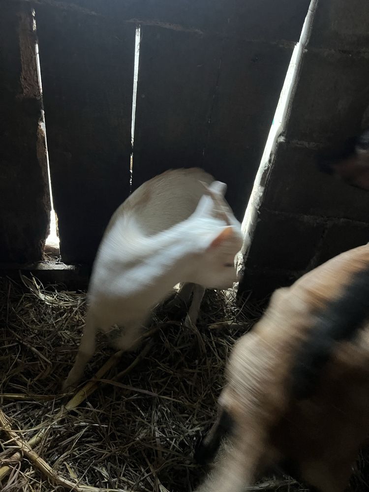 Vendo esta  cabra e tambem este chivo raca grande