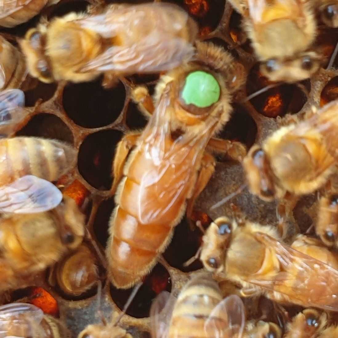 odkłady pszczele 6 ramkowe matki BF
