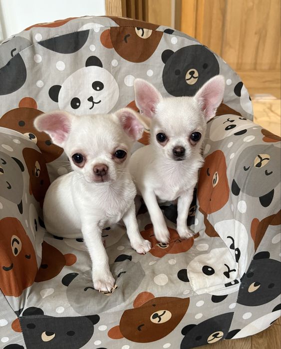 Chihuahua-suniaZKwP (FCI)